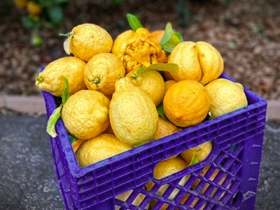 Shoreline Exclusive Fruit Harvest