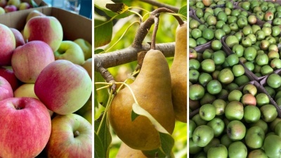 November Pears & Apples